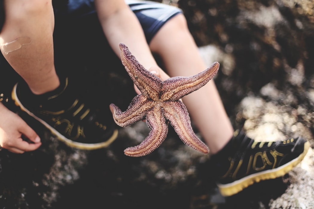 Picture of child holding starfish